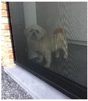 Toile Petscreen résistante aux griffes des animaux