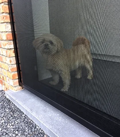 Chien derrière la toile Petscreen
